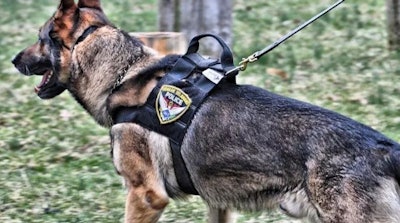 K-9 Sjors patrolled the streets of Newark, DE for eight years.