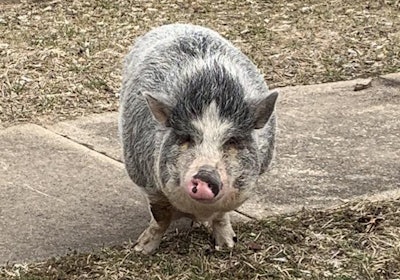 Officers with the Middleton (OH) Police Department had to break out a box of snacks in order to get 'Charlotte' the pig to return back to its home.