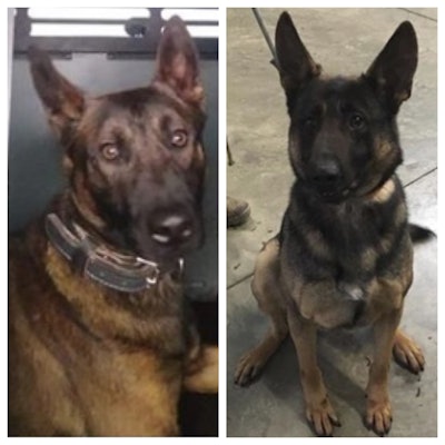 The Colorado Springs (CO) Police Department announced on Facebook on Thursday that the agency has added two new K-9s to its ranks.