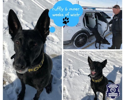 A K-9 officer with the South Bend (IN) Police Department emerged from a patrol vehicle on Saturday, saw her shadow, and predicted six more weeks of winter.
