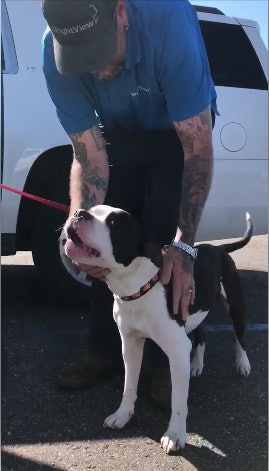 Arizona troopers helped locate and rescue this dog named Dozer. The pup was ejected from his owner's vehicle on March 12 and lost. He was found March 25 thin and tired but with no major damage. (Photo: Arizona DPS/Facebook)