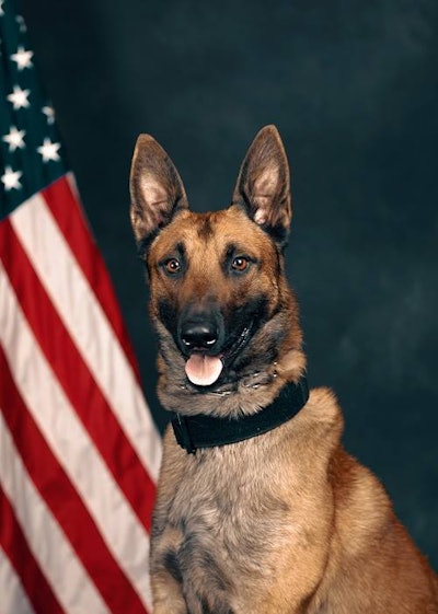 The Novato (CA) Police Department said on Facebook, 'We would like to introduce K-9 Nova as the newest member of our department. Nova is a two year old Belgian Malinois who joined our force earlier this month. Nova will be working alongside Officer Brian Ringo in our patrol division.'