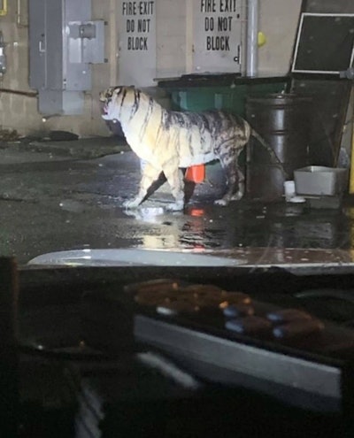 An officer with the Prince William County (VA) Police Department was on regular proactive patrol when he came upon a fairly shocking sight—a tiger prowling the night behind a local retail store. The officer quickly deemed the animal to be inanimate—it was merely a plastic replica of the big cat—but the officer quickly snapped a picture and posted it to Facebook.