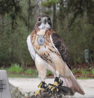The first day of April brings all manner of pranks, jokes, and hoaxes both on and offline, but the Largo (FL) Police Department pulled off something of a masterpiece when it announced on its Facebook page that it would be looking into using birds of prey as substitutes for small police drones.