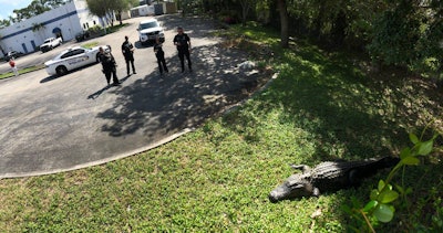 The department posted pictures of the apprehension to its Facebook page, saying that the animal was 'carefully removed without harm from the area and relocated to a safe place.'