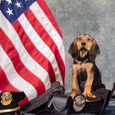 The Bradenton (FL) Police Department recently introduced their newest member of the ranks, a nine-week-old bloodhound puppy set to begin training in search and rescue operations.