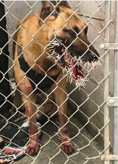 K-9 Odin suffered serious injury when it was struck by hundreds of porcupine quills during a pursuit of a wanted subject over the weekend.