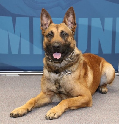 A K-9 with the Green Bay Police Department was stabbed multiple times on Saturday night during a call about a man with a gun.