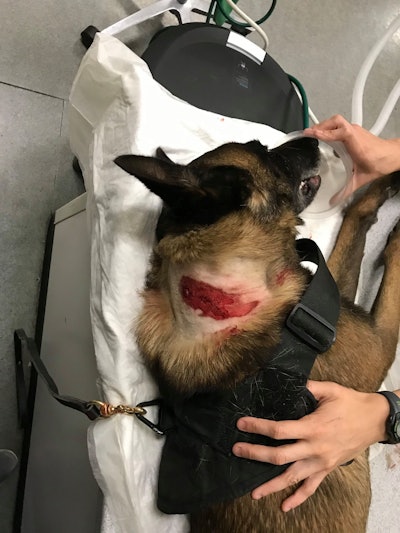 K-9 Blitz will take a couple of weeks off to heal before he's ready to get back to work.
