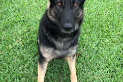 The Jupiter (FL) Police Department announced on Tuesday that K-9 Corby will receive a bullet and stab protective vest thanks to a charitable donation from non-profit organization Vested Interest in K-9s.