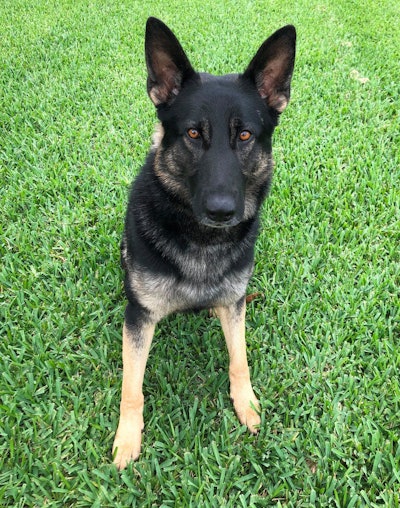 The Jupiter (FL) Police Department announced on Tuesday that K-9 Corby will receive a bullet and stab protective vest thanks to a charitable donation from non-profit organization Vested Interest in K-9s.