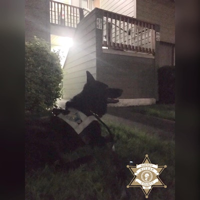 The Kitsap County Sheriff's Office said on Facebook, 'K-9 Heiko loves to play 'Hide-n-Seek!' Early this morning at 2:00 am, a 33-year-old joined in with K-9 Heiko, when he ran from officers in East Bremerton. This subject had arrest warrants for 2nd Degree DV Assault, Burglary (DV) & was also wanted for Violation of a No Contact Order.'
