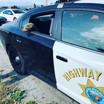 Officers with the California Highway Patrol were alerted to a traffic backup on a busy freeway south of San Francisco on Tuesday.