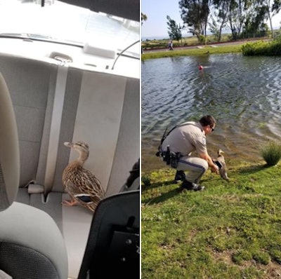 An officer with the California Highway Patrol on Friday rescued a duck that had wandered onto a freeway and was in danger of being struck by passing traffic.
