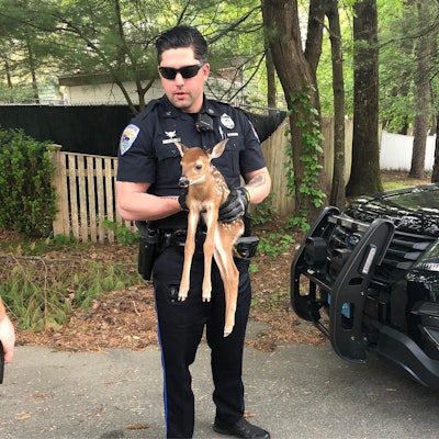 An officer with the Stoughton (MA) Police Department rescued a baby deer from being entangled in branches of a brush on Sunday.