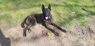 K-9 Nero—a 17-month-old Dutch Shepherd—was purchased and trained from funds raised through Paws in Blue, a non-profit organization in the Jonesborough area.