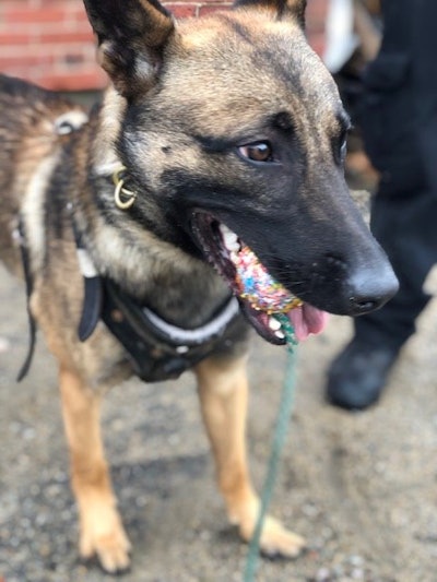 K-9 Ragnar.