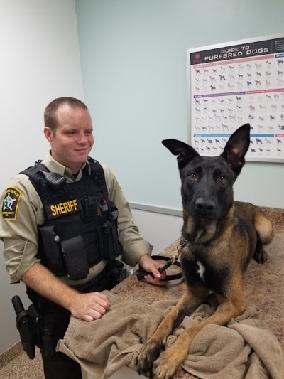 K-9 Igor was off-leash with his handler when fireworks were set off nearby, spooking the dog and causing him to run away on the evening of July Fourth. The agency asked for the public's assistance in locating Igor.