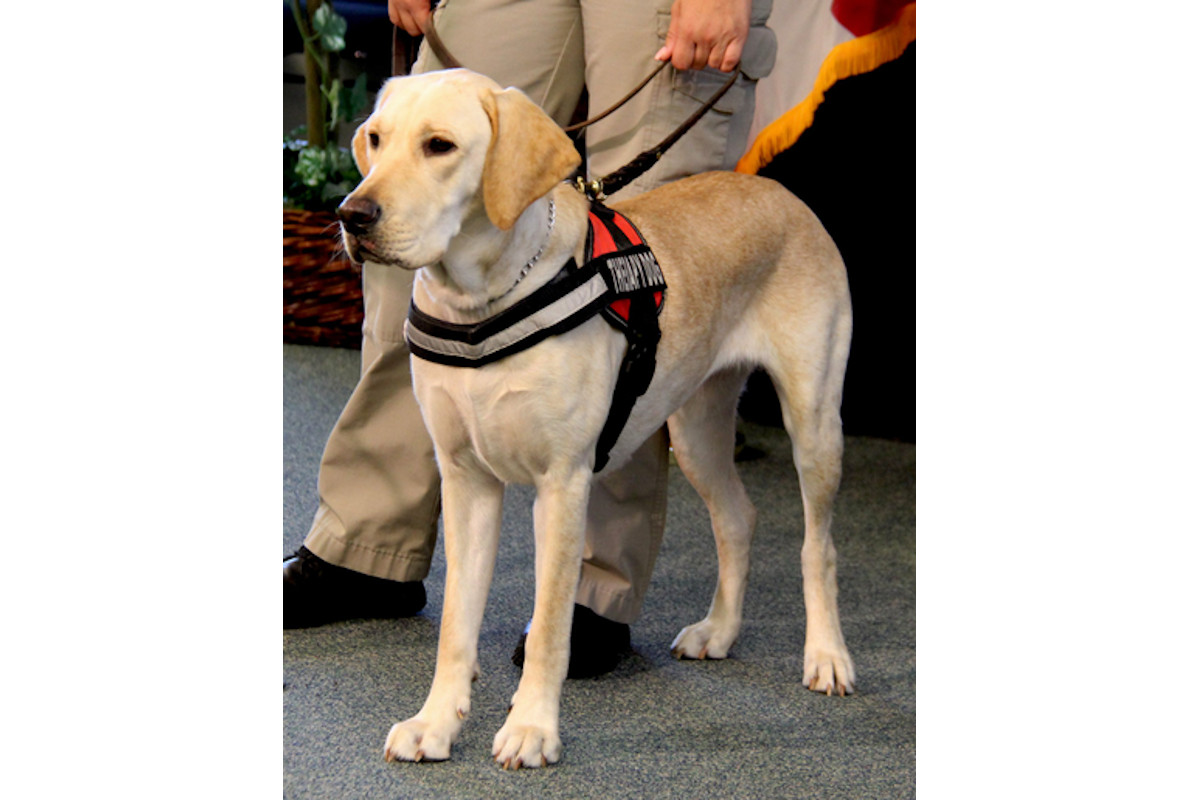 The Winter Haven (FL) Police Department posted images on Facebook over the weekend of its brand new K-9, a therapy dog named Miranda.