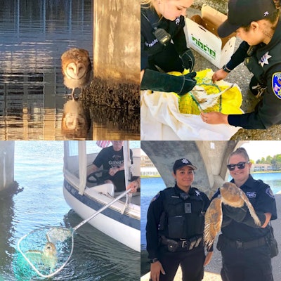 Two officers with the Foster City Police Department took quick action to rescue an injured barn own from beneath a Bay Area bridge on Monday.