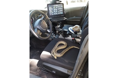 The California Highway Patrol—Fort Tejon-Grapvine Station—posted on social media an image of a Gopher Snake taking up residence in the driver's seat of a trooper's patrol vehicle.