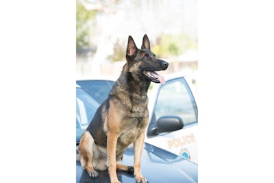 K-9 Ozzie's handler was off duty when he found the dog in deceased in a department issued patrol vehicle, which is equipped with an alert system that signals to the handler when the interior temperature gets too hot. It is suspected that the alert system failed to activate.