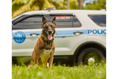 K-9 Boss is back on duty for the City of Miami Police Department after surviving cancer.