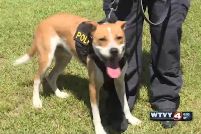 Harlow was rescued from an animal shelter and is now a K-9 with the Headland (AL) Police Department.