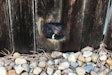 A community services officer with the Firestone Police Department was able to free a baby skunk trapped in a hole in a wooden fence without being sprayed by the little animal in distress, and the agency had some fun with the incident on social media.