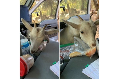 The Nevada County Sheriff's Office playfully posted images to social media over the weekend of a goat eating a deputy's snacks in the front passenger seat of his patrol vehicle.