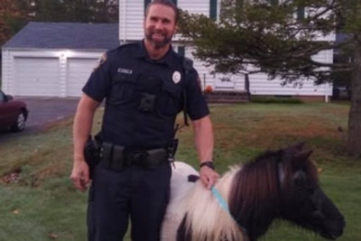 An officer with the North Haven (CT) Police Department managed to take into custody a small horse that was roaming the streets of the city not far from Long Island Sound and return the animal to its owner.