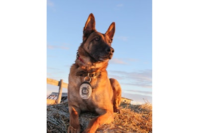 The Calgary Police Service is mourning the death of retired K-9 Sarka after the dog passed away on Monday evening.