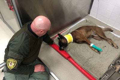 K-9 Hunter is expected to fully recover from two stab wounds to the neck.