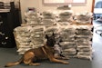 K-9 Thor is being credited with the location and seizure of 60 pounds of marijuana at a traffic stop on Monday, and the subsequent seizure of large amounts of cocaine, MDMA, crystal meth, and fentanyl.