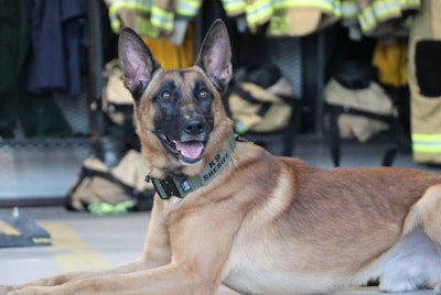 Ferro, a German shepherd, is a patrol and narcotics detection dog for the Collin County Sheriff's Department. If a Proposition 10 passes, he will likely retire as the pet of his handler rather than being sold or even destroyed as required under present Texas law. (Photo: Collin County SD)