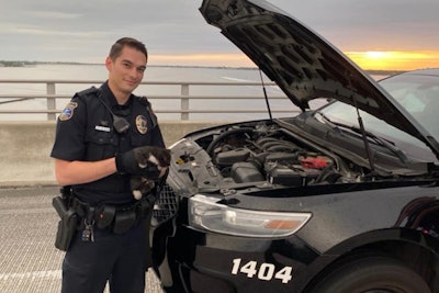 A police sergeant with the Stuart (FL) Police Department has adopted a little kitten that had been rescued by an officer after the little feline sought a hiding spot in the engine compartment of a patrol vehicle.