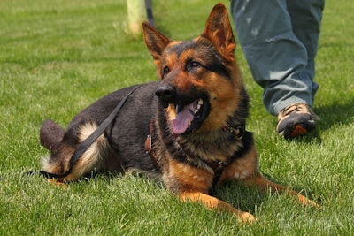 Officers with the Eureka (MO) Police Department are mourning the loss of K-9 Reno, who was recently diagnosed with an aggressive auto-immune disease.