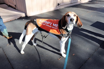 Officers with the Williamsburg (VA) Police Department have taken to being accompanied by dogs from area animal shelters in a 'K-9 for a day' program aimed at finding those animals adoptive homes.