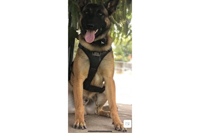 K-9 Koba started training with his handler—Officer Landon Boldging—a week ago and is expected to begin patrolling in mid-April.