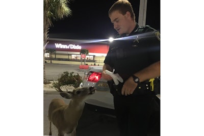 The Monroe County (FL) Sheriff's Office posted an image on social media of an encounter between a deputy and a small male deer.