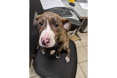 An officer with the Girard Borough Police Department who rescued a puppy from a couple now facing multiple charges has officially adopted the animal.