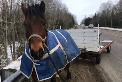 A trooper with the Michigan State Police 'gave a verbal warning' to a rider-less horse that had been seen running amok on a state roadway.
