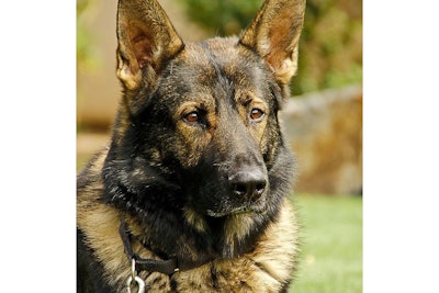 K-9 Jager was skilled in narcotics detection, tracking, and apprehension.