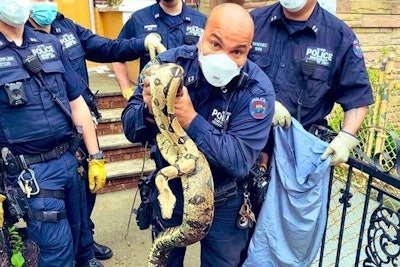 Detective Jose Otero—a 21-year veteran of the department—was able to untwine the reptile from the pole with the assistance of other responding officers.