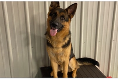 The Gaston (NC) Police Department has a new member of its narcotics enforcement team—K-9 Jax—that was once a rescue dog.