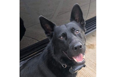 K-9 Deebow of the Saginaw (MI) Police Department recovered from previous injury, will no longer be used to apprehend suspects.