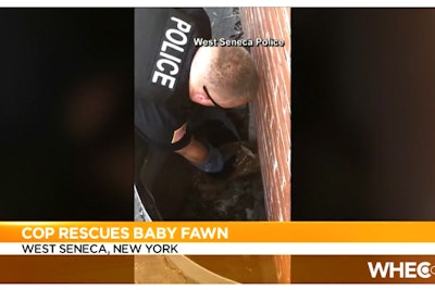 An Officer with the West Seneca (NY) Police Department was caught on video as he pulled a baby deer to safety after it has become trapped in a window well over Independence Day weekend.