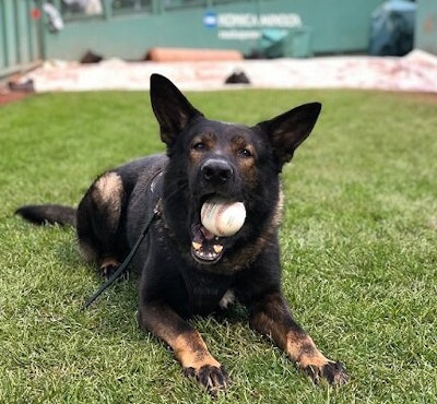 The Boston Police Department is mourning the death of K-9s Rocky, who died after a brief illness at the age of seven years old.