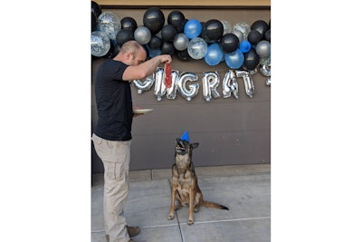 K-9 Paige with the Hurricane City (UT) Police Department has bid farewell to two-legged colleagues at the department during a sendoff celebration at which she was given a large steak instead of cake.