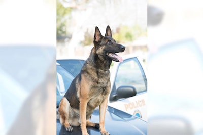 K-9 Ozzy—a drug-detection dog—was found dead in the patrol vehicle by his handler in August 2019.
